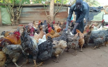 A P.7 Graduate Earns 1.5M Ugx Monthly after following Museveni's preaching on commerical agriculture