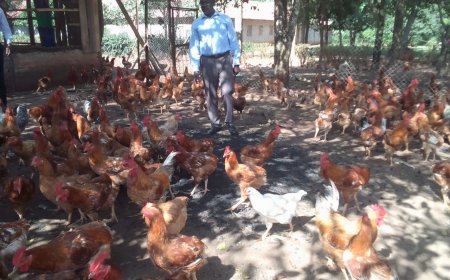 LANGO ! Skyland High School Poultry Project Improves Health and academic Performance of Students