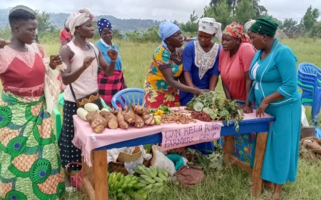 How Caritas Nebbi Catholic Diocese championed organic farming among Farmers