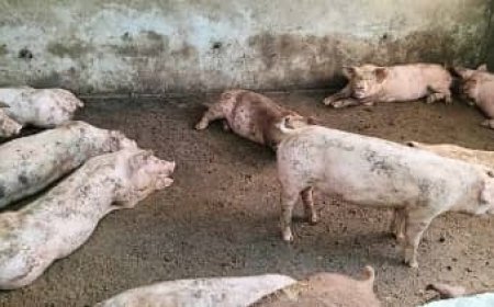 Over 500 Pigs killed by  African Swine Fever in Zombo District