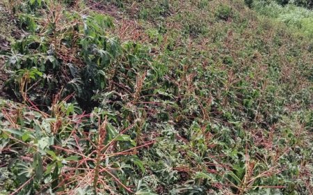 Farmers Face Severe Losses as  Hailstorm Strike Zombo District