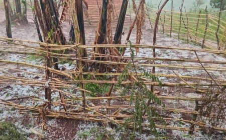 Hailstorms Ravage Zombo District again,  Heightening  Food Insecurity