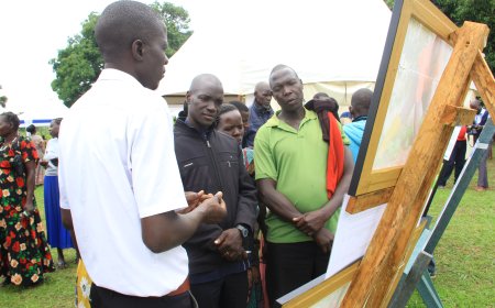 The  Sweet Promise of Cocoa: A New Hope for Omoro Farmers in Northern Uganda