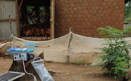Alikua-based poultry farmers expand beyond egg production