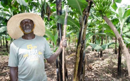 From Farming for Food to Farming as a Business: How Ayac Smart Farm, Olobo  Is Transforming Lives In Lango
