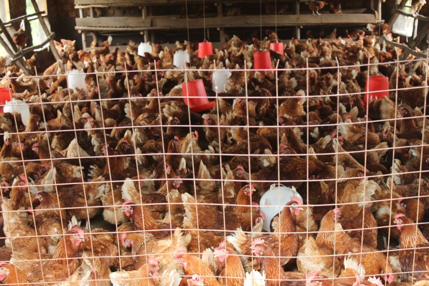 Alikua-based poultry farmers expand beyond egg production