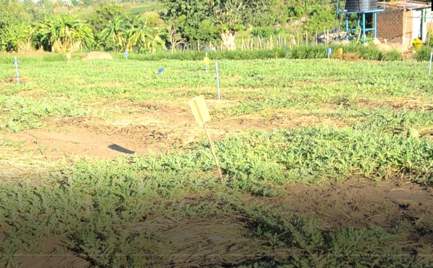 How Omia Agribusiness is Transforming Watermelon Farming for Young Women in Yumbe