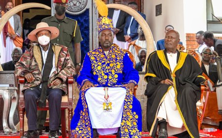 Generous President; Museveni Gives New Tooro King Nyabongo 100 Ankole Longhorn Cattle